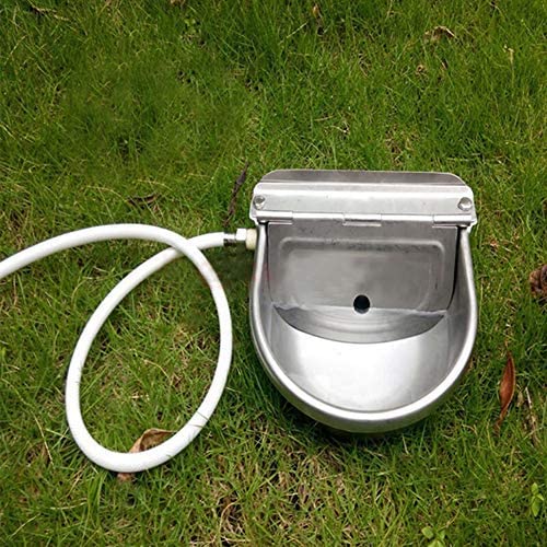 Cow drinking water bowl