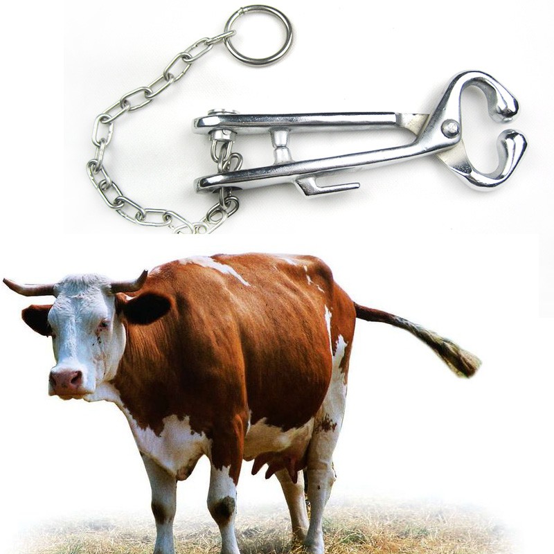 Stainless Steel Cattle Nasal Forceps