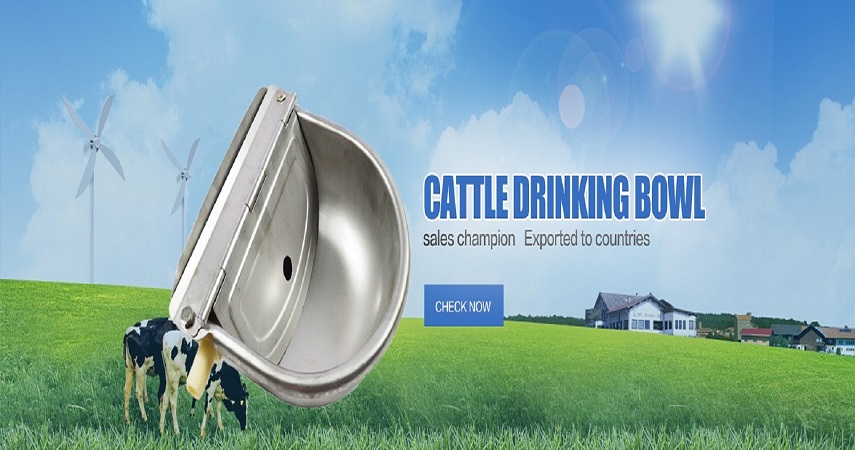 Cow drinking water bowl